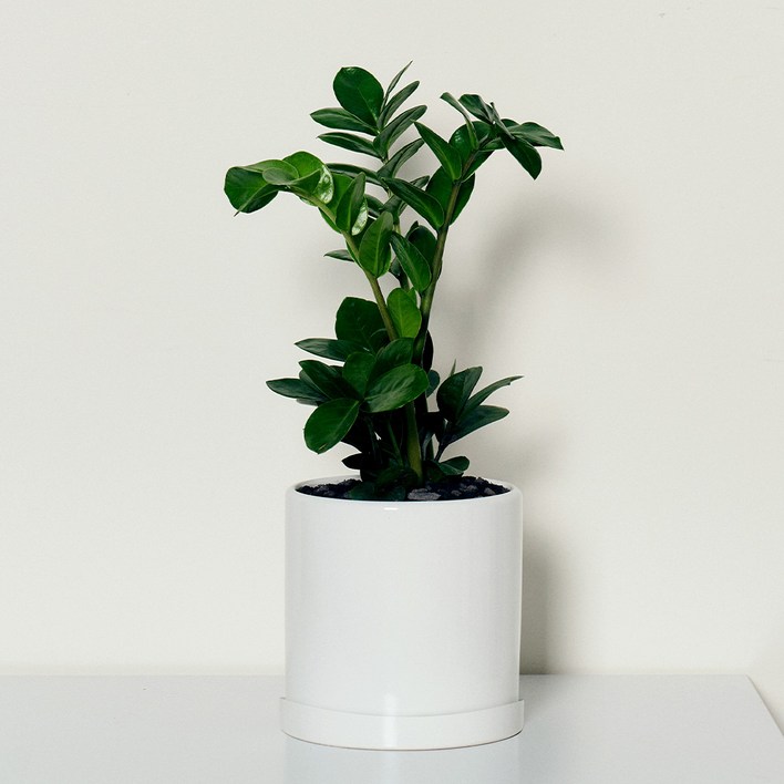 [로켓프레시] 코코도르팜 도자기 화분 대형 금전수 돈나무, 그린, 1개