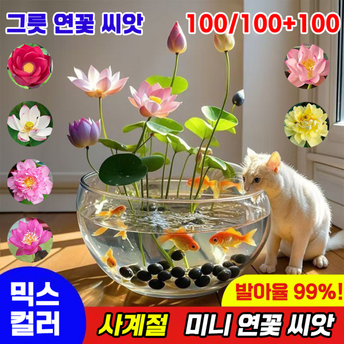 국내배송 100알 미니 연꽃 씨앗 수경식물 연못 수중재배 관상용 수련 그릇 행운 수반 연꽃 종자 실내식물 발아율99