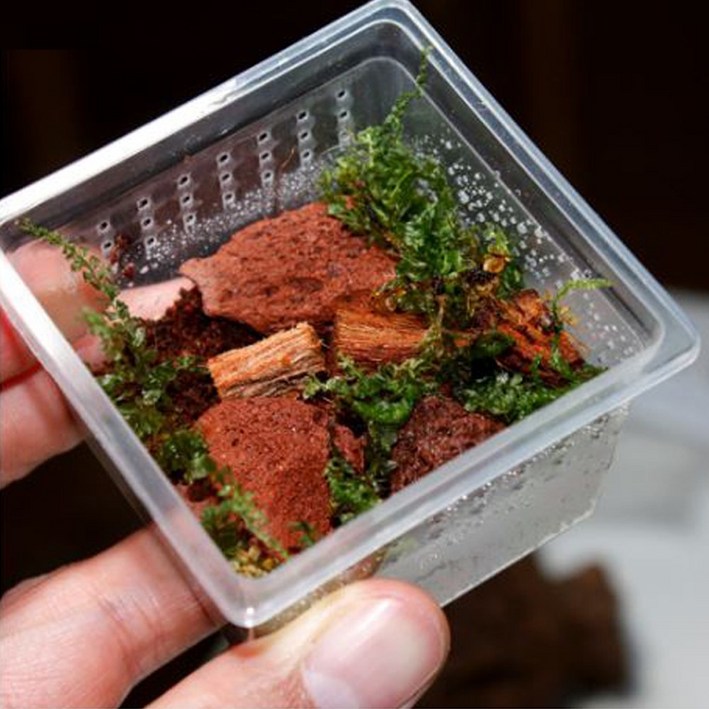 깡충거미 사육키트 5종 애완거미 키우기 (코코허스크, 사육장, 화산석, 코코피트, 이끼), 1개, 단일