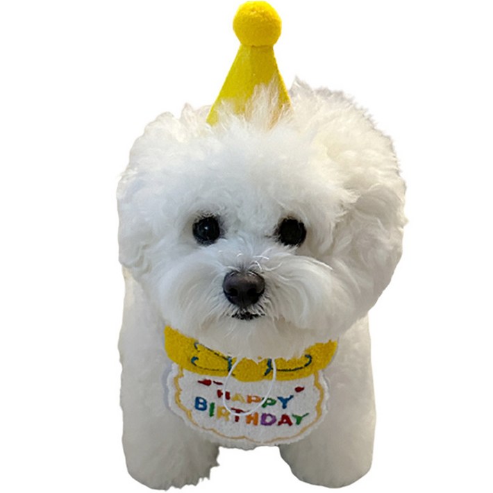 강아지 고양이 생일 축하 기념 스카프 모자 세트 강아지 고양이 생일 축하 기념 스카프 모자 세트