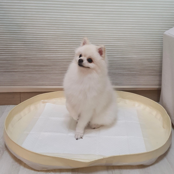 피피 강아지 애견 수컷 배변판 배변매트 방수 화장실, 1개 피피 강아지 애견 수컷 배변판 배변매트 방수 화장실, 1개