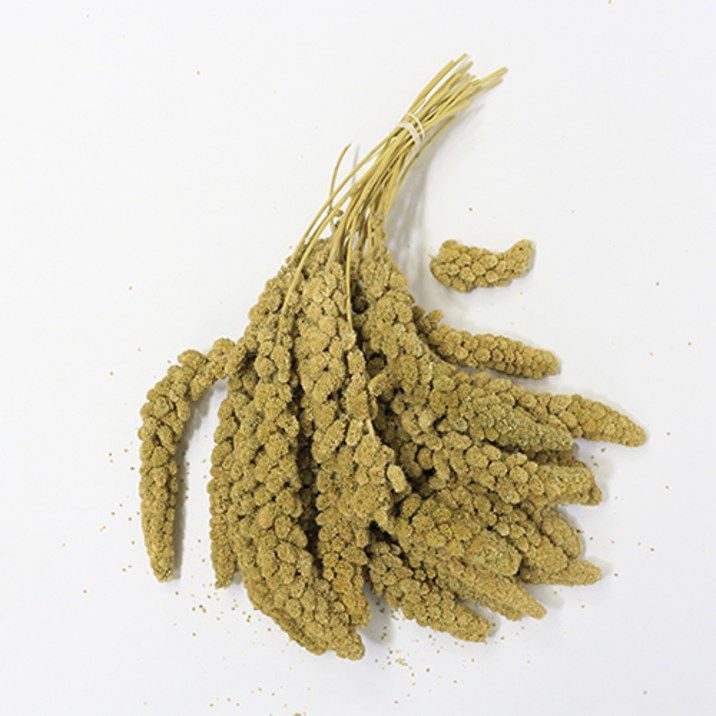 스프레이 밀렛 500g 앵무새 간식, 500g, 1개