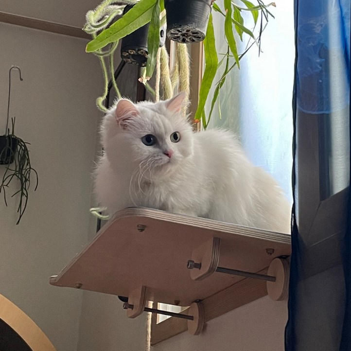 캣돌 고양이 창문 창틀 선반 해먹 캣타워, 대형브라운, 1개