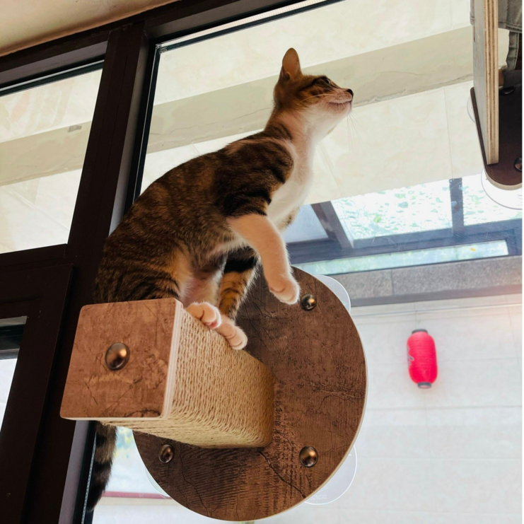 헤라우스점핑 고양이 일광욕 창문 캣타워 투명 해먹 캣워크 캣워커 캣폴, 창문 캣폴 소형
